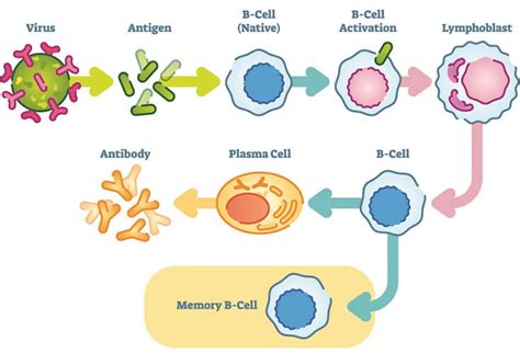 B Cells (B Lymphocytes) - The Definitive Guide | Biology Dictionary