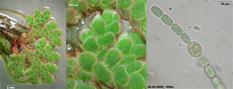 Themes of Parasitology: Anabaena azollae: Water Fern's Krantt