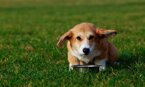 Do Corgis Have Food Allergies? - Corgi Care