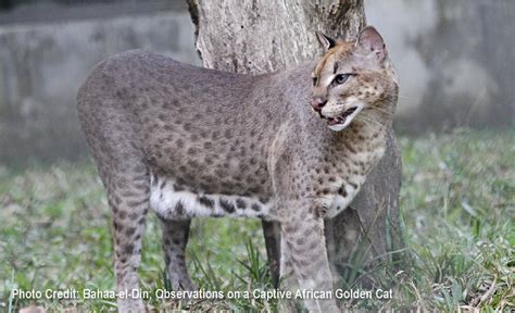 African Golden Cat | Species Facts, Conservation - BigCatsWildCats