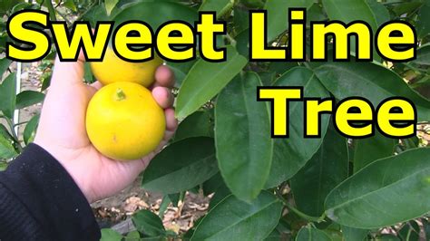 Sweet Lime Tree - Best For Juicing - YouTube