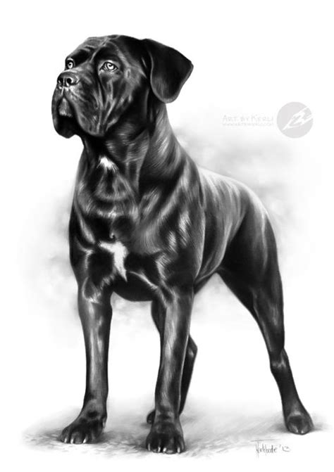 "Maia"- cane corso graphite pencil drawing by Kerli Toode | Art by Kerli Pied French Bulldog ...