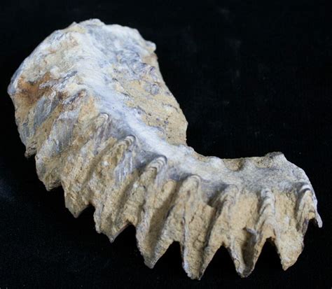 Cretaceous Fossil Oyster (Rastellum) - Madagascar (#4919) For Sale - FossilEra.com