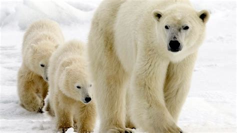 Polar bear attack: Dad hailed as a hero by blocking path to his kids