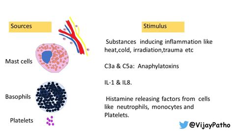 Chemical Mediators of Inflammation: HISTAMINE & SEROTONIN - Pathology ...