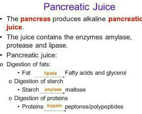 What Is A Major Function Of Pancreatic Juice - slidesharetrick