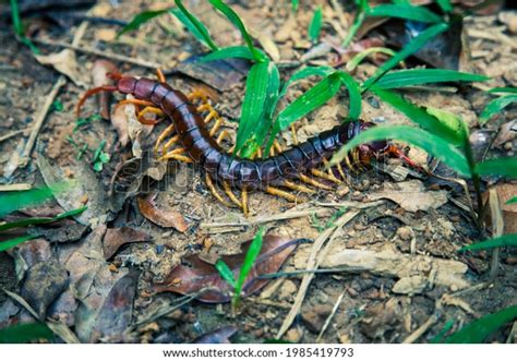 296 Asian Forest Centipede Images, Stock Photos & Vectors | Shutterstock