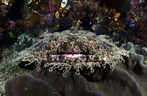 Tasselled Wobbegong Shark - American Oceans