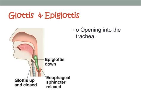 What Is Glottis And Epiglottis