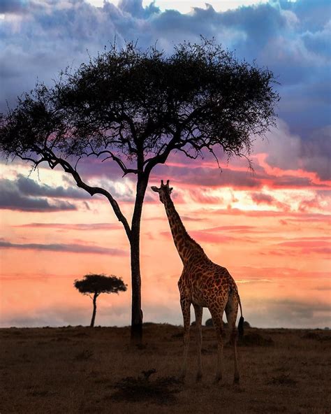 African Sunset🌅🦒 with @fairmontmara @citizenfemme @spotlight_coms ...