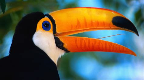 Download Animal Toco Toucan HD Wallpaper