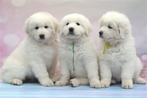 Maremmano-Abruzzese Sheepdog Puppies Stock Photo - Image of baby, canine: 244050294