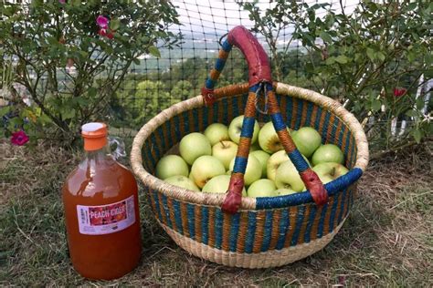 Frozen Apples: Easy and Quick Method | Recipe | Freezing apples, Apple ...