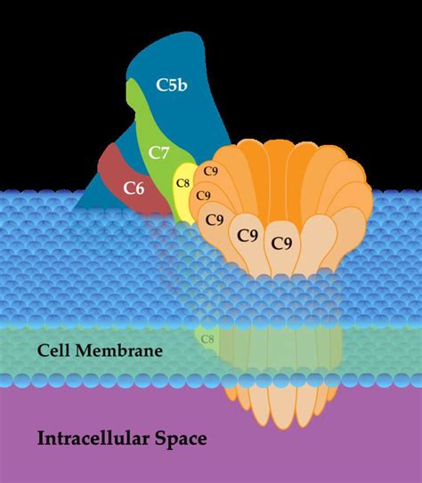 Complement membrane attack complex - Alchetron, the free social encyclopedia