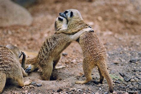 Meerkat Fight 2 by robbobert on DeviantArt