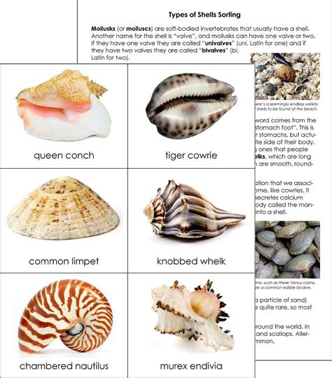 Types of Shells Sorting Cards from Montessori for Everyone | Types of shells, Sorting cards, Shells