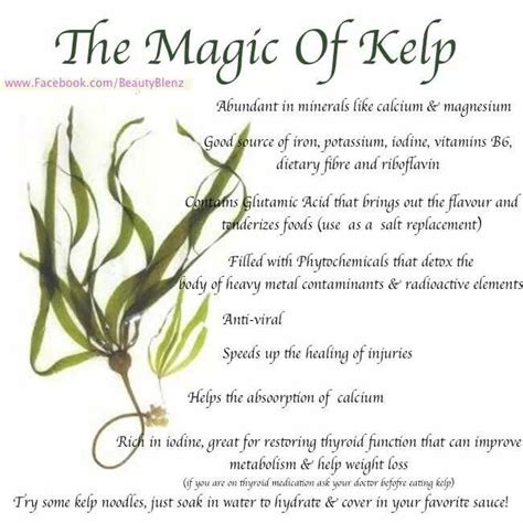 Pin by Debs Daley on health benefits of food | Hypothyroidism diet, Kelp powder, Hypothyroidism