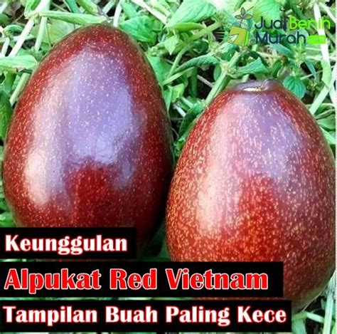 6 Keunggulan Alpukat Red Vietnam | JualBenihMurah.com