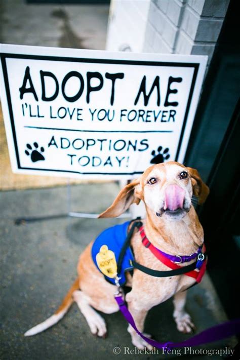 Pets for Adoption at City Dogs & City Kitties Rescue, in Washington, DC ...