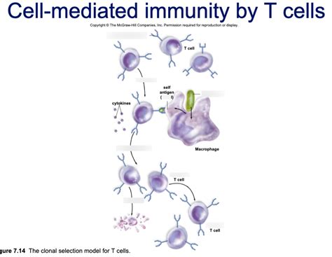 Cell-mediated immunity by T cells Diagram | Quizlet