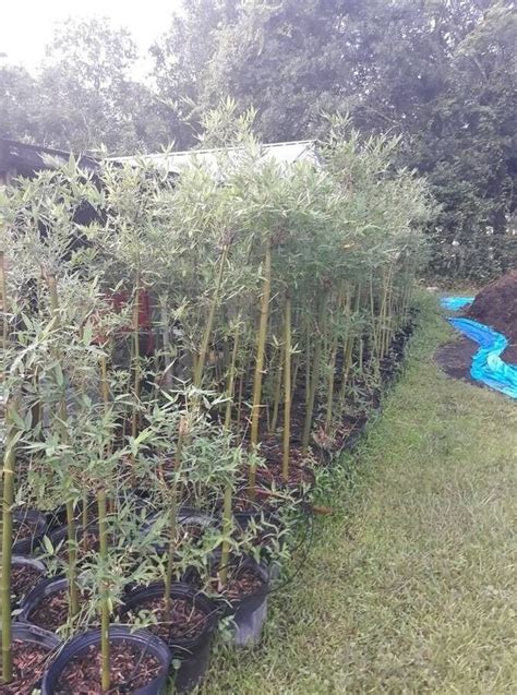 Seabreeze Live Bamboo Plant! Tropical Clumping Bamboo! - Walmart.com