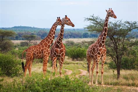 Meet the World's 8 Tallest Land Animals