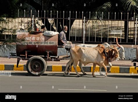 Oxen wagon hi-res stock photography and images - Alamy