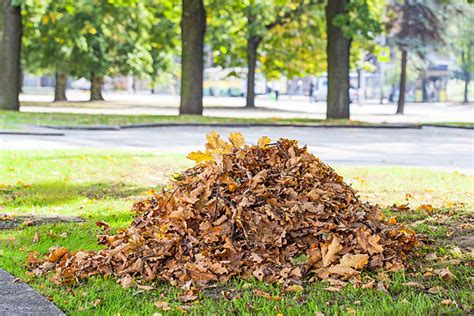 Pile Of Leaves Pictures, Images and Stock Photos - iStock