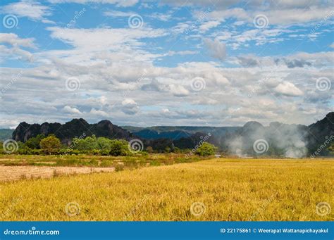 Paddy in harvest stock image. Image of season, thailand - 22175861