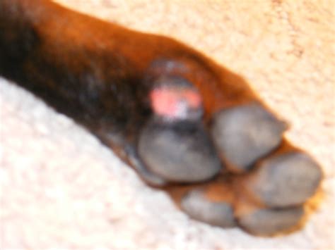 How to Treat a Dog's Paw Pad Injury | PetHelpful