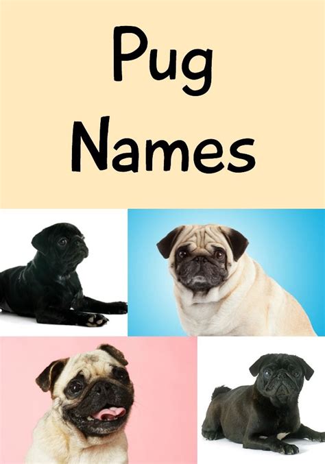 Awesome Pug Names – 250+ Sweet, Silly & Adorable Ideas | Pug names ...