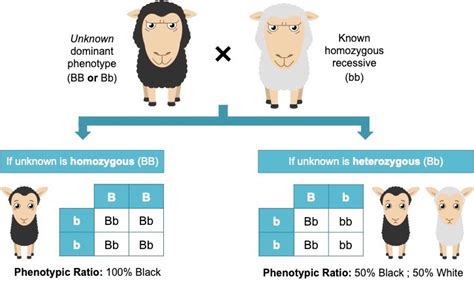 Monohybrid Crosses | VCE BioNinja