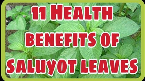 11 HEALTH BENEFITS OF SALUYOT LEAVES #saluyot #healthbenefits #sarap #anti-cancer - YouTube