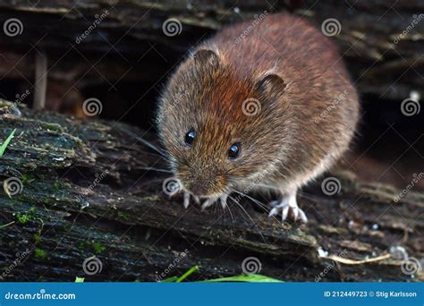 Field Vole, Microtus Agrestis Stock Image - Image of moss, brown: 212449723