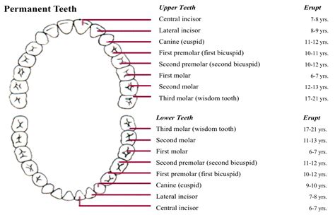 Eruption Chart For Permanent Teeth