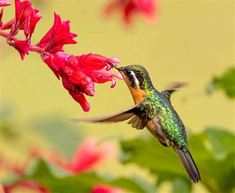 Purple-throated Mountain-Gem (female) | BirdForum