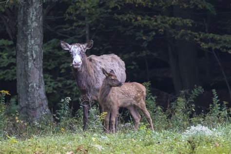 Birds-n-Blooms: Pennsylvania Elk