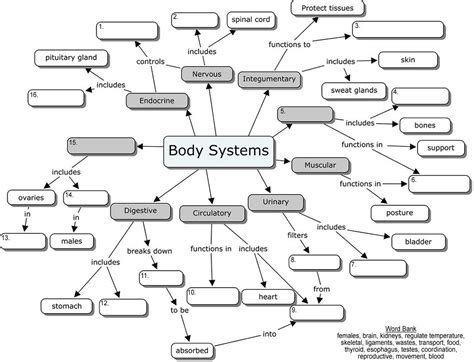 Organ Systems Concept Map | Body systems worksheets, Body systems, Human anatomy and physiology