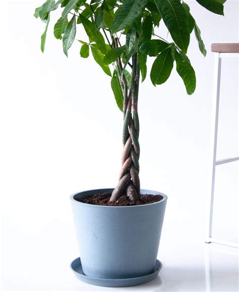 Buy Potted Money Tree Indoor Plant | Bloomscape | Low light plants ...