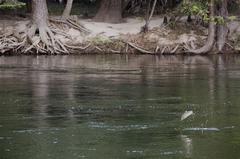 Rainbow Trout Jumping Way Out Of The Water Photograph by Scott Lenhart | Fine Art America