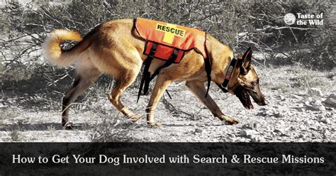 The Role of Dogs in Search and Rescue Operations