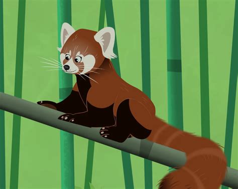 Red Panda/Ailurus Fulgens | Wild kratts, Melursus, Red panda