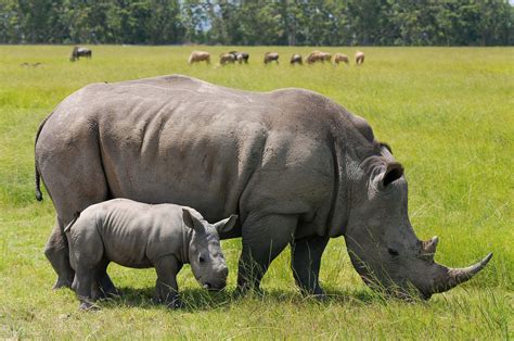 White rhinoceros with its calf – Once born, a calf and its mother ...