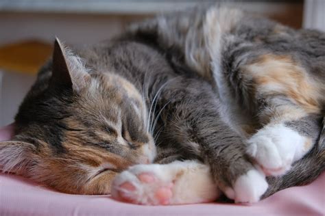 Photo of a Calico Cat Sleeping · Free Stock Photo