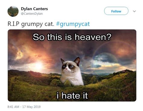 RIP Grumpy Cat: Looking back on her best memes | story | Kids News