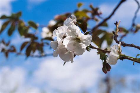 70+ Cherry Sapling Cherry Blossom Cherry Tree Stock Photos, Pictures ...