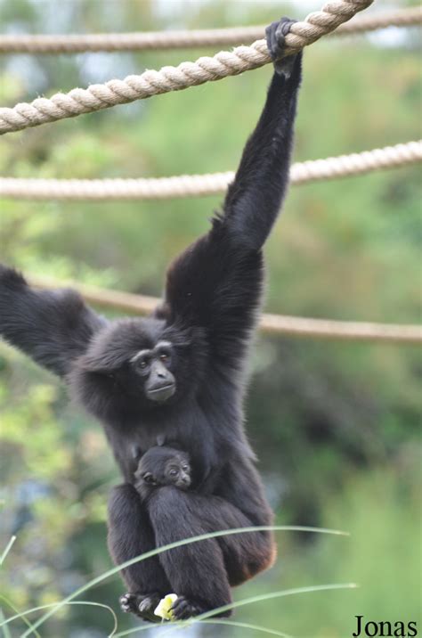 Les Zoos dans le Monde - Fota Wildlife Park