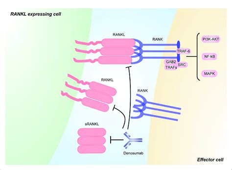 | RANKL/RANK signaling and its inhibitors. RANKL is a type II... | Download Scientific Diagram