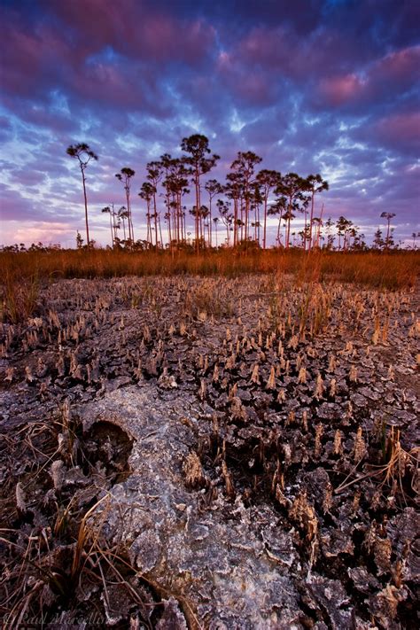 Dry Season : Everglades National Park, Florida : Florida Landscape Photography by Paul Marcellini