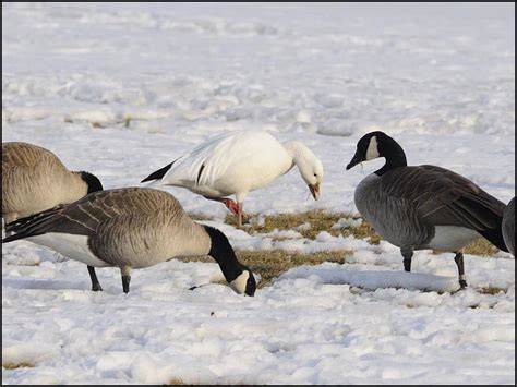 Sighting of the Month: Snow Goose Among the Canada Geese | Dave-DeWitt.com